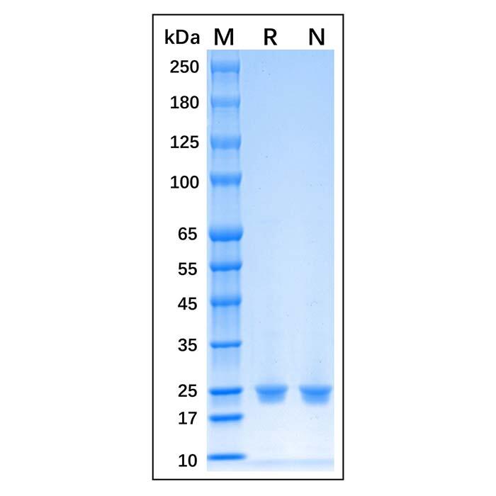 Recombinant Human HRV <em>3C</em> Protein，ActiBioPure™, Bioactive, Carrier Free, Azide Free, ≥95%(SDS-PAGE), 0.45mg/mL