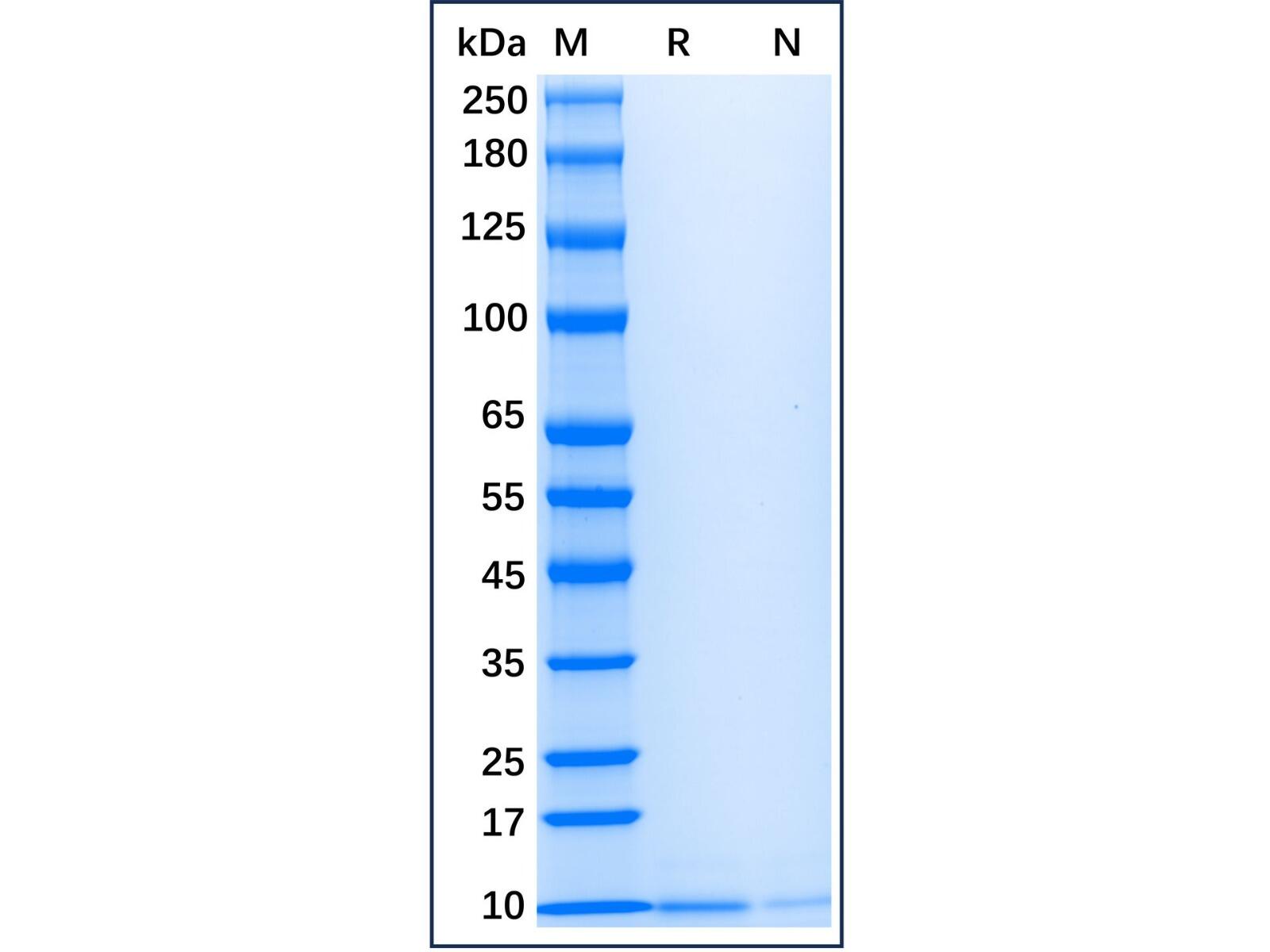 Recombinant Human TGF-alpha Protein，Animal <em>Free</em>, Carrier <em>Free</em>, Azide <em>Free</em>, ≥98%(SDS-PAGE)