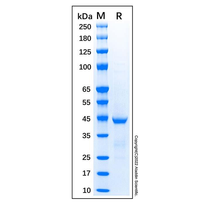 Recombinant Human ACTA2 Protein，Carrier <em>Free</em>, Azide <em>Free</em>, ≥90%(SDS-PAGE)