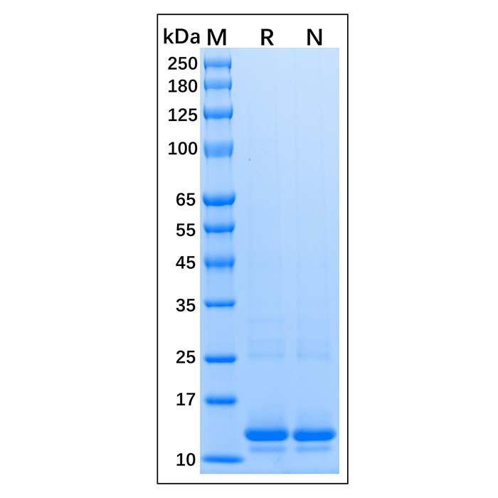 Recombinant Human Histone H<em>4</em> Protein，<em>Carrier</em> Free, Azide Free, ≥90%(SDS-PAGE)