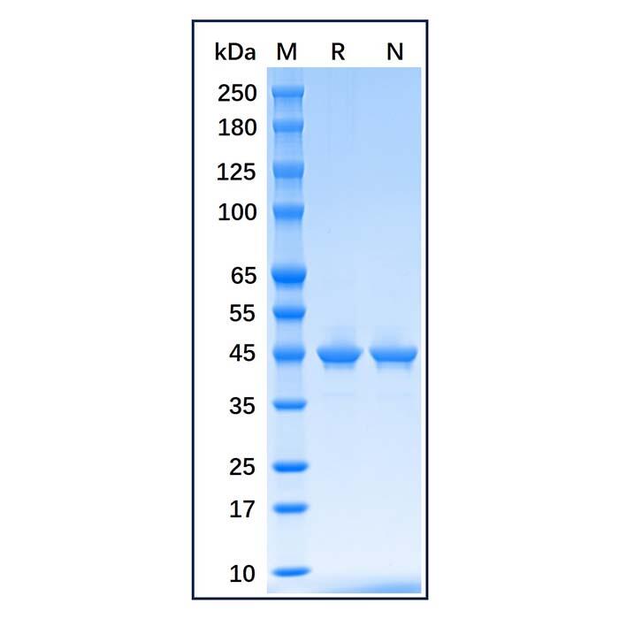 Recombinant E.coli <em>Maltose</em> Binding Protein，Carrier Free, Azide Free, ≥90%(SDS-PAGE)