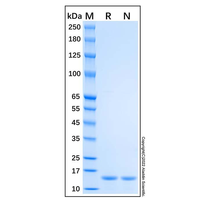 Recombinant Human Profilin 1 Protein，Carrier Free, Azide Free, ≥95%(<em>SDS-PAGE</em>)