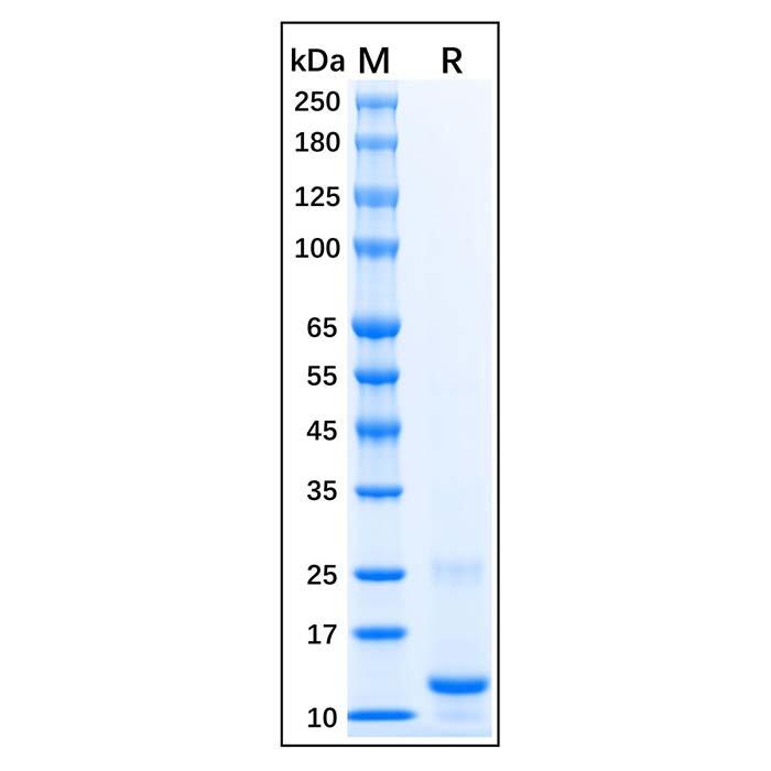 Recombinant Human CTGF Protein，Carrier Free, Azide Free, ≥90%(<em>SDS</em>-PAGE)