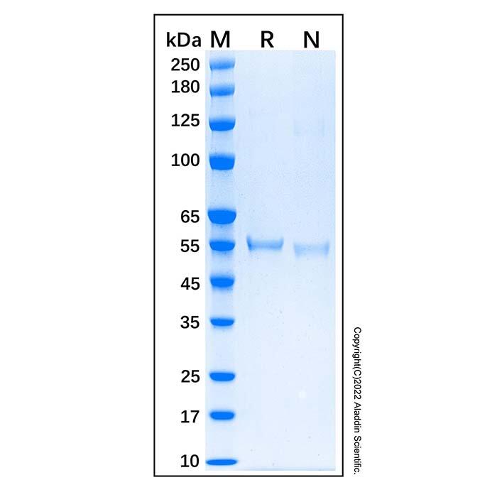 Recombinant Human p53 Protein，Carrier Free, Azide Free, ≥90%(<em>SDS</em>-PAGE)
