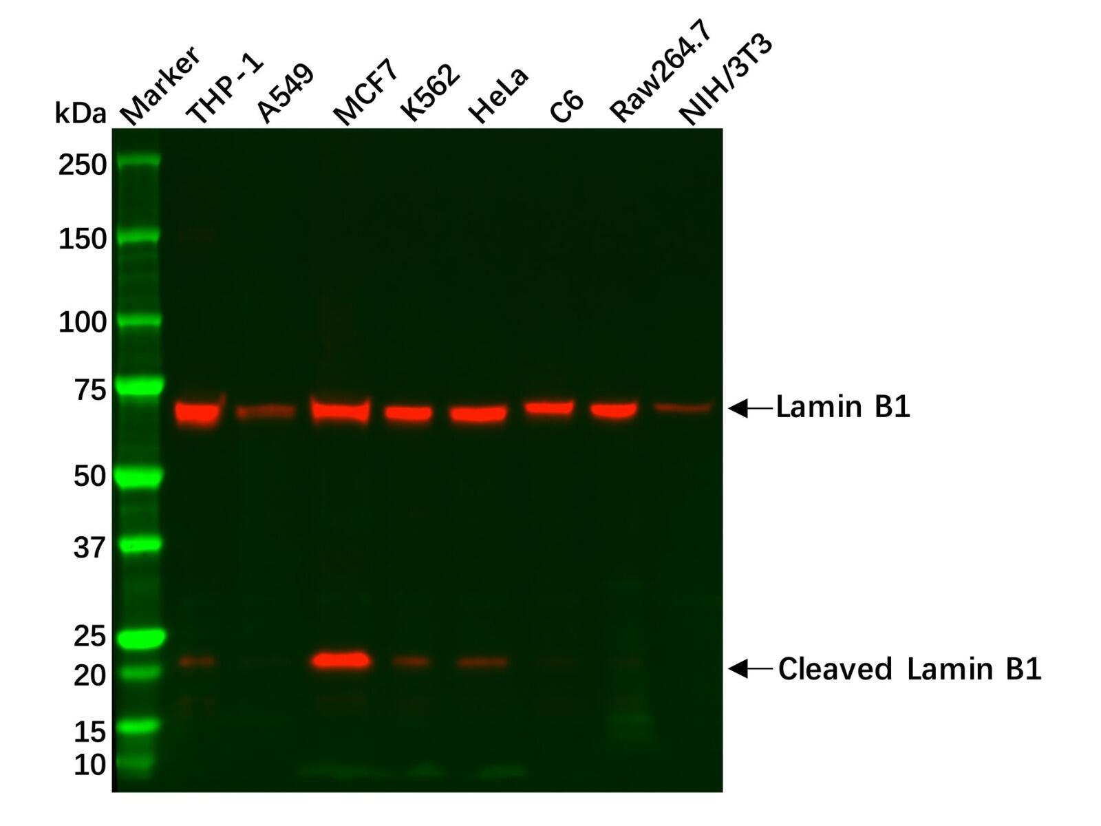 Recombinant Lamin <em>B</em>1 Antibody，ExactAb™, Validated, Recombinant, <em>High</em> <em>performance</em>, 0.3 mg/mL