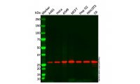 14-3-3 sigma/SFN Antibody，ExactAb™, Validated, Carrier Free, High performance, Lot by Lot