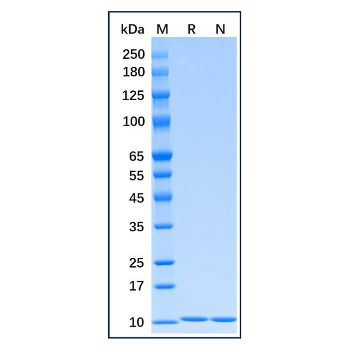 Recombinant Human HA-<em>Ubiquitin</em> Protein，ActiBioPure™, Bioactive, Carrier Free, Azide Free, ≥98%(SDS-PAGE)