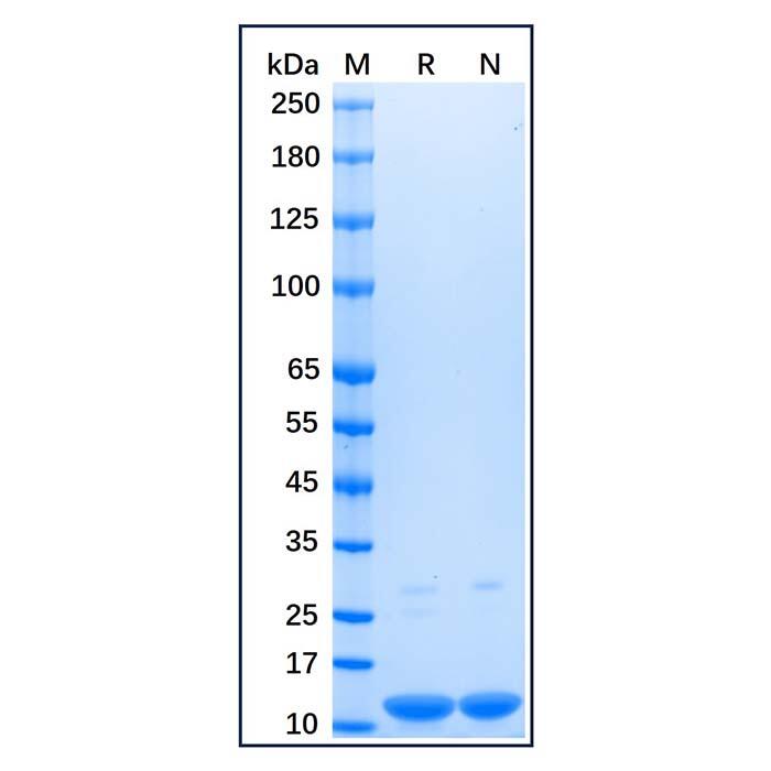 Recombinant Human Parvalbumin Protein，Carrier <em>Free</em>, Azide <em>Free</em>, ≥90%(SDS-PAGE)