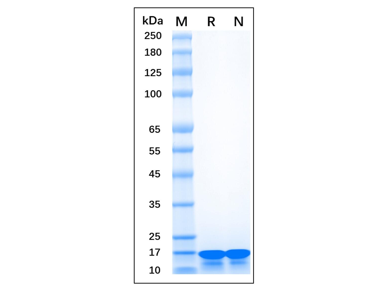 Recombinant Human AIF-<em>1</em>/Iba<em>1</em> Protein，Carrier Free, Azide Free, ≥90%(SDS-PAGE)