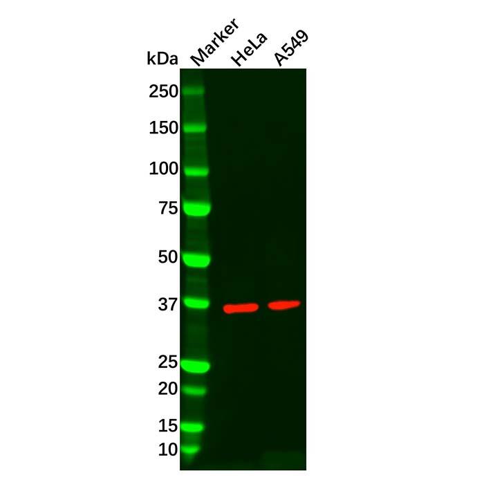 <em>Recombinant</em> AMPK gamma 1 Antibody，ExactAb™, Validated, <em>Recombinant</em>, 0.5 mg/mL