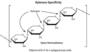 半<em>纤维素酶</em> 来源于黑曲霉，9025-56-3，≥5unit/mg solid