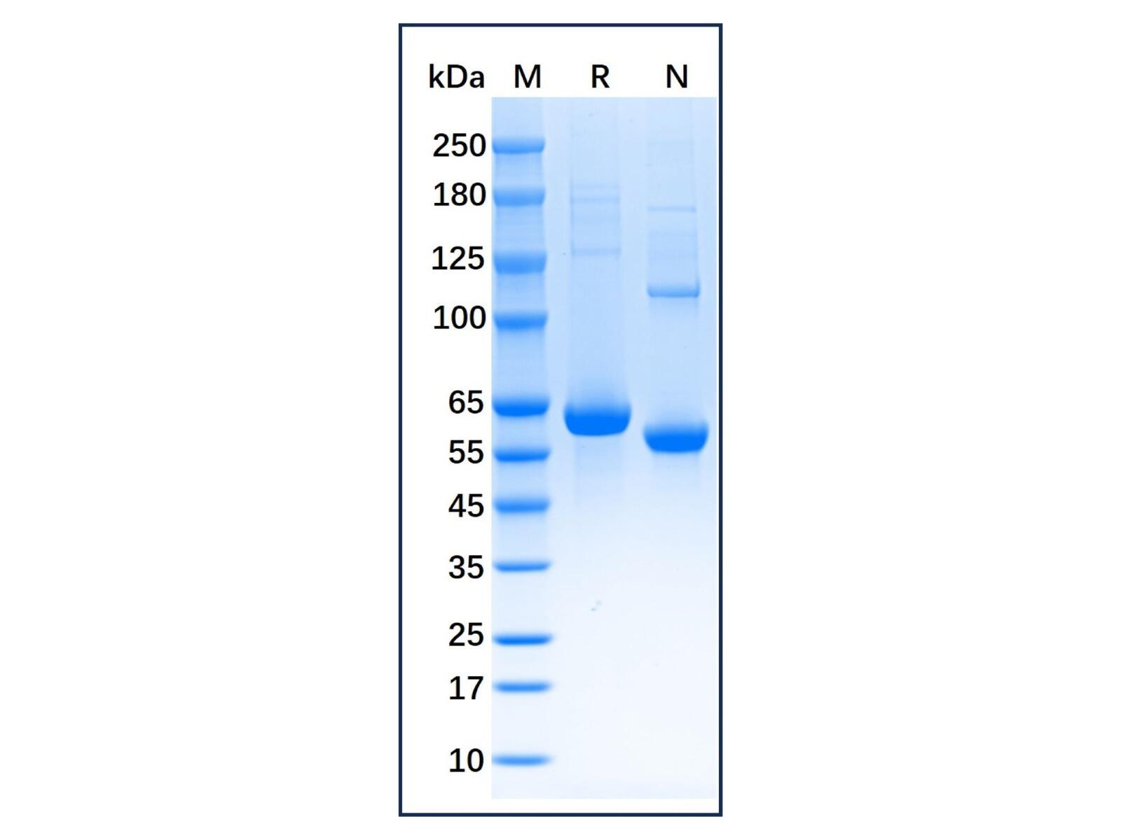 Native Mouse Serum <em>Albumin</em> Protein，Carrier Free, Azide Free, ≥95%(SDS-PAGE&HPLC)