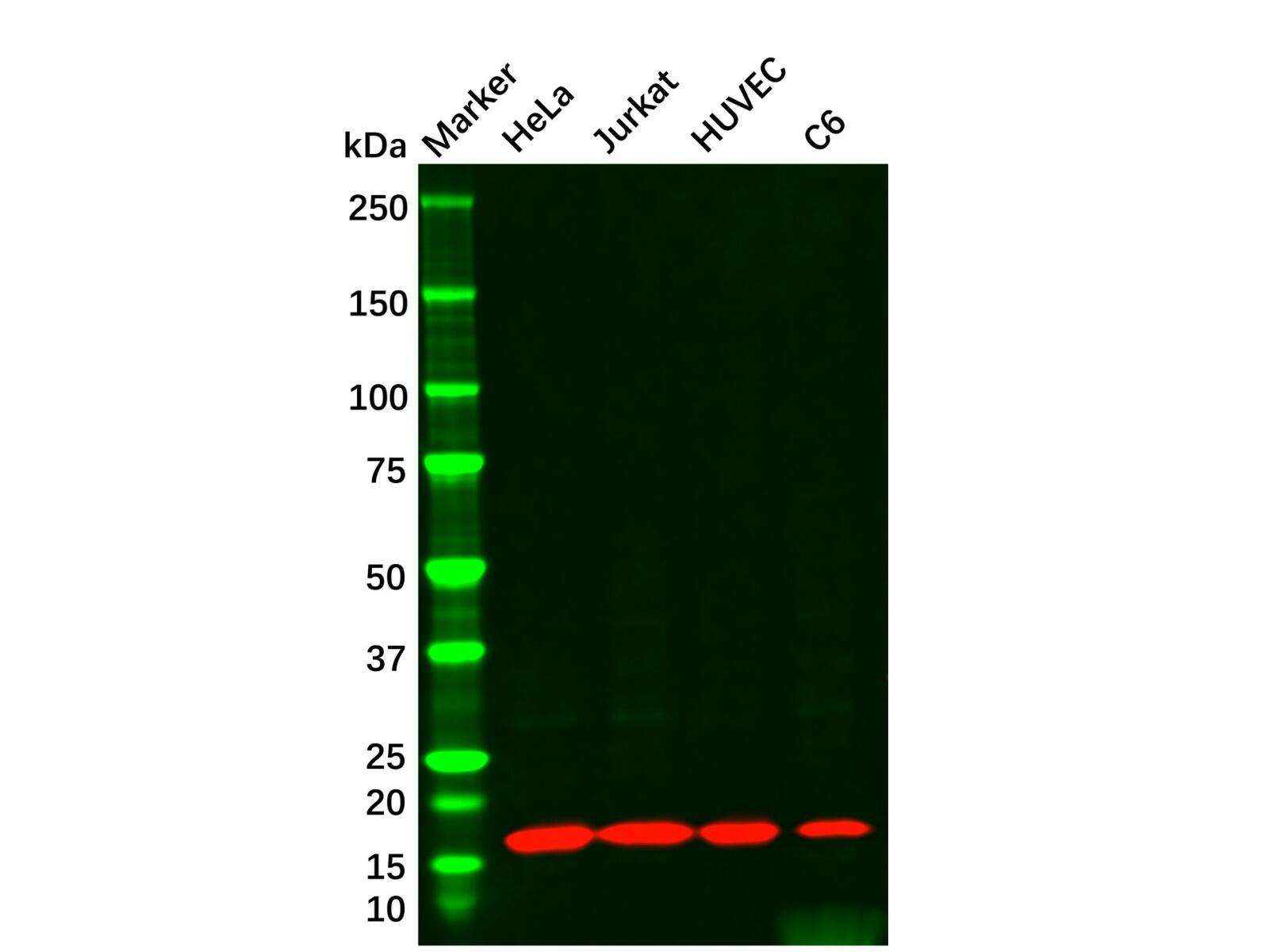 Cyclophilin A Mouse mAb，ExactAb™, Validated, Carrier Free, High performance, Lot by Lot