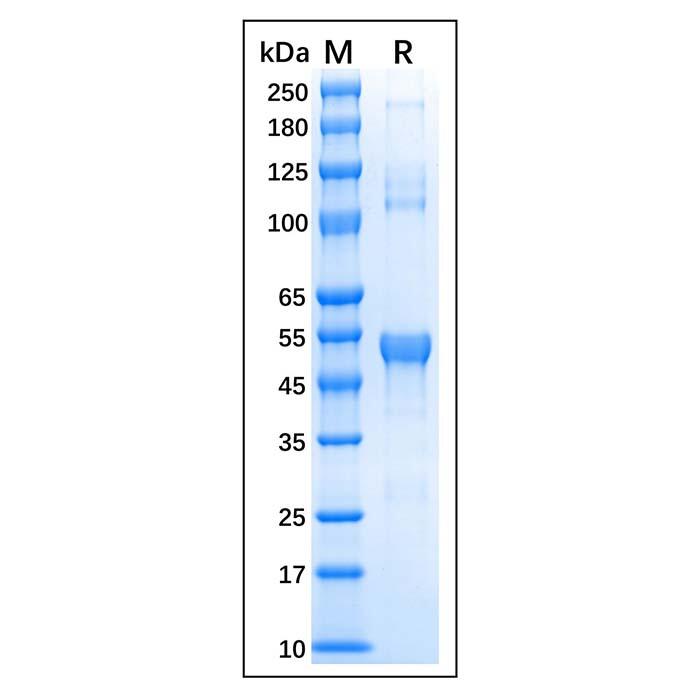 Recombinant Human c-Fos Protein，Carrier Free, Azide Free, ≥90%(<em>SDS-PAGE</em>)