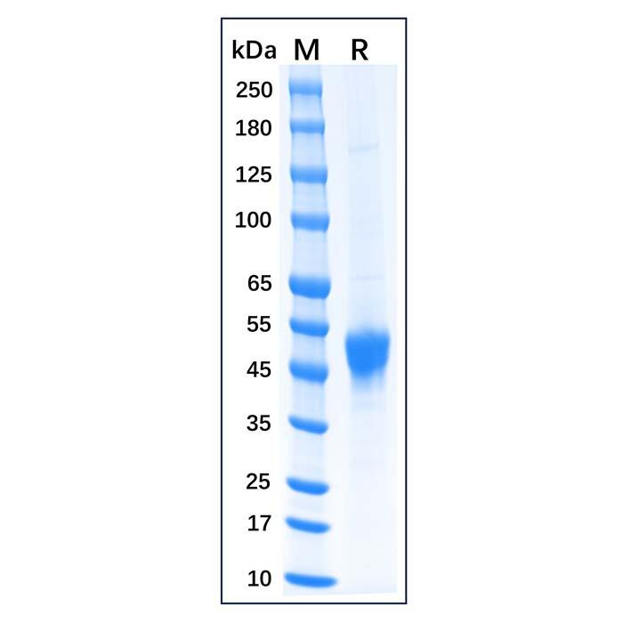 Recombinant Feline CD14 Protein，Animal <em>Free</em>, Carrier <em>Free</em>, Azide <em>Free</em>, ≥95%(SDS-PAGE)