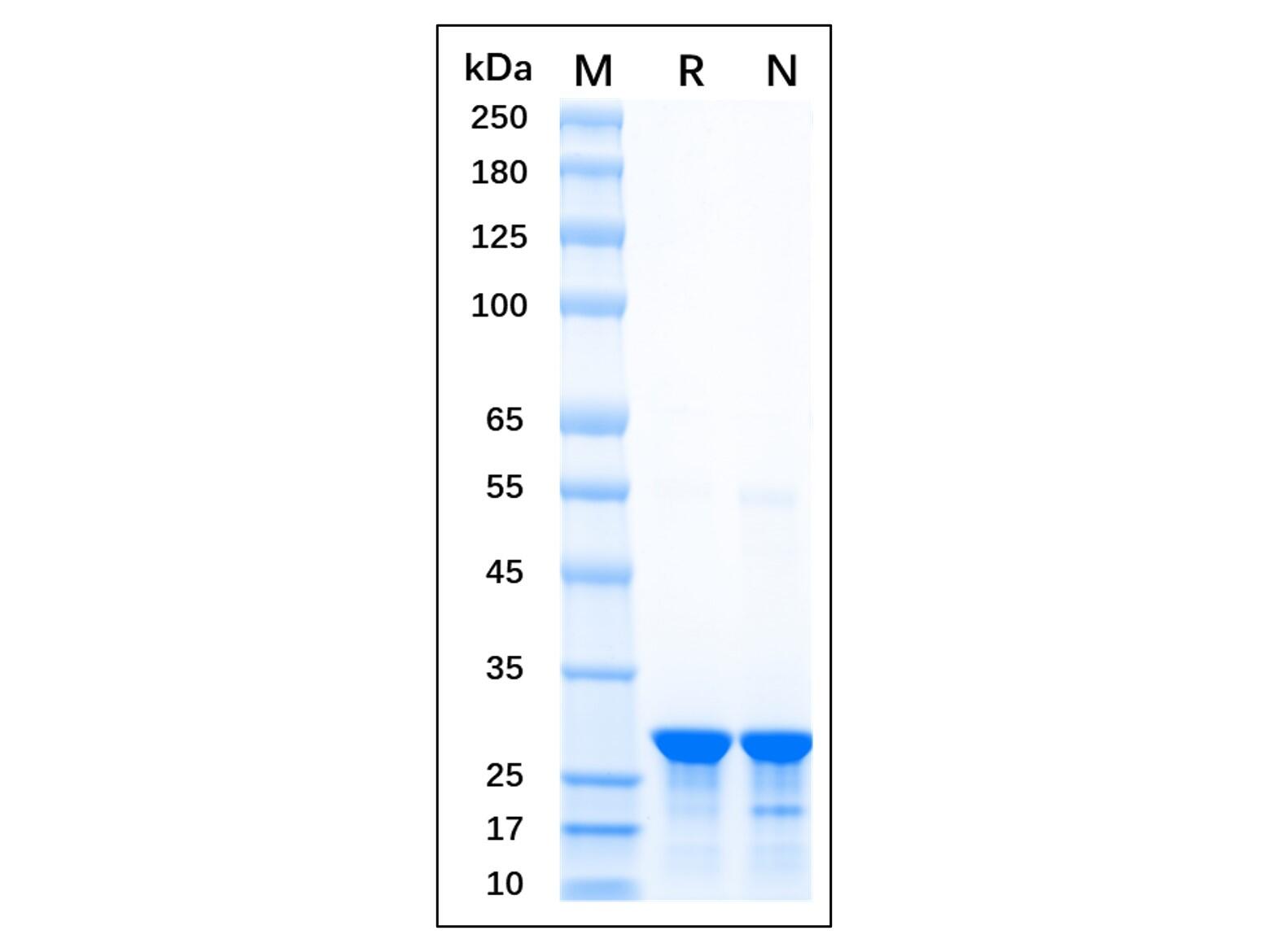 Recombinant <em>GFP</em> Protein，Carrier Free, Azide Free, ≥95%(SDS-PAGE)