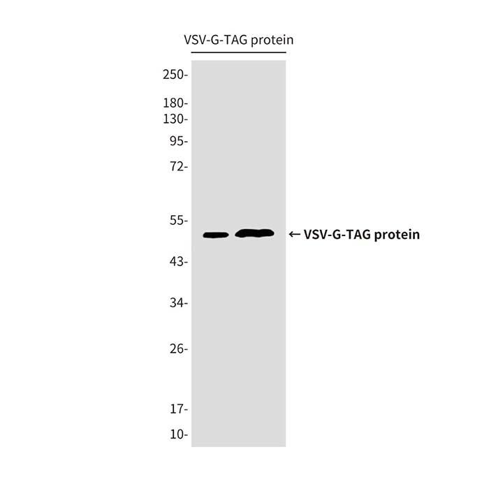 VSV-G <em>tag</em> Mouse mAb，ExactAb™, Validated, <em>High</em> performance, 1.0 mg/mL