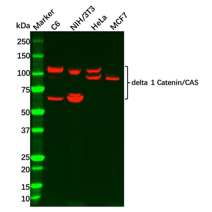 Recombinant <em>delta</em> 1 Catenin/CAS Antibody，ExactAb™, Validated, Recombinant, 0.2 mg/mL