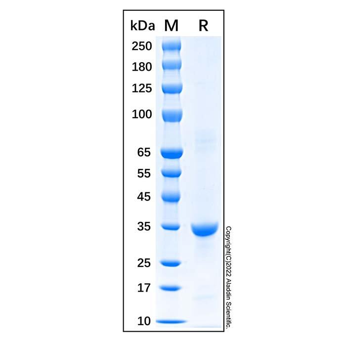 Recombinant Human Cyclin D1 Protein，Carrier Free, Azide Free, ≥95%(<em>SDS</em>-PAGE)
