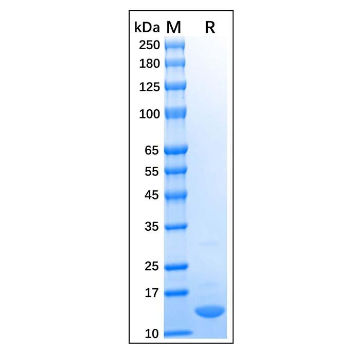 Recombinant Human COX<em>2</em> Protein，Carrier <em>Free</em>, Azide <em>Free</em>, ≥90%(SDS-PAGE)