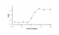 Recombinant Human CCL4L1 Protein，ActiBioPure™, Bioactive, Animal Free, Carrier Free, Azide Free, High performance, ≥97%(SDS-PAGE&HPLC)