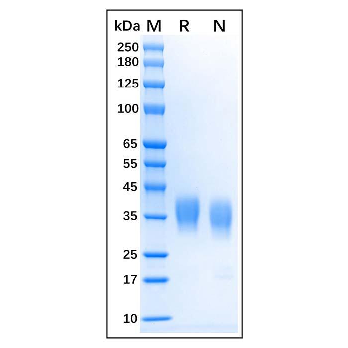 Recombinant Bovine CD16 Protein，Animal <em>Free</em>, Carrier <em>Free</em>, Azide <em>Free</em>, ≥95%(SDS-PAGE)