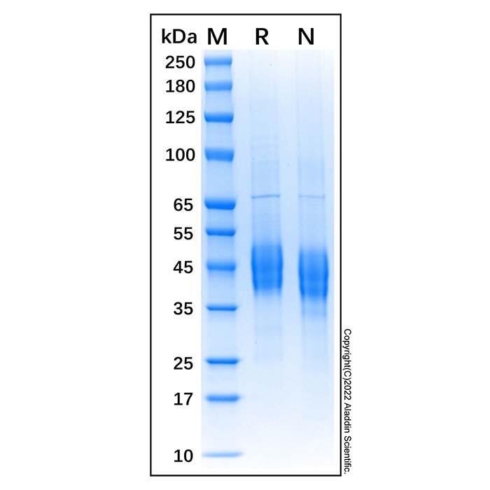 Recombinant Bovine CD4 Protein，Animal Free, Carrier Free, Azide Free, ≥90%(<em>SDS</em>-PAGE)