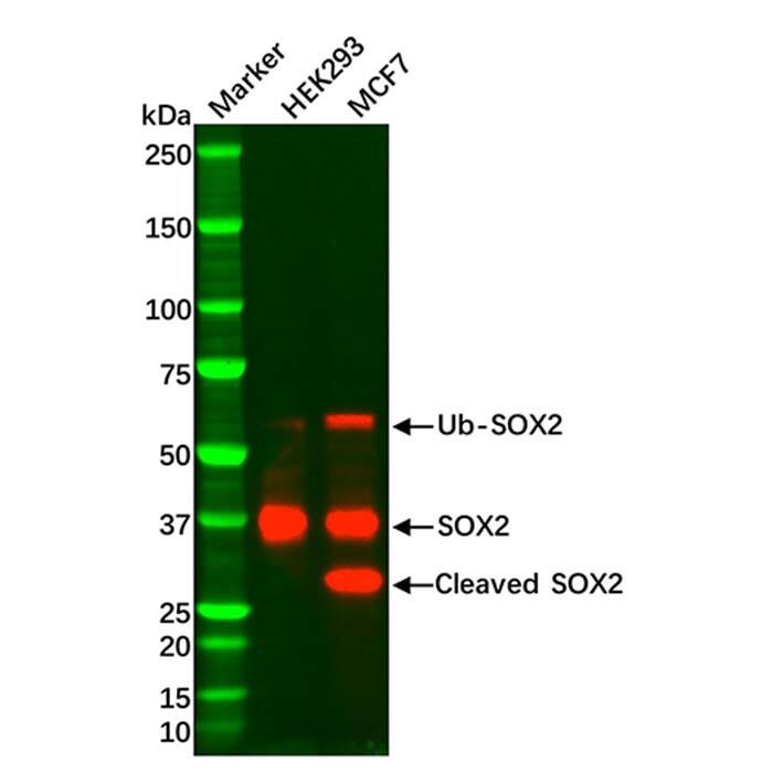 Recombinant SOX2 Antibody，ExactAb™, Validated, Carrier Free, Recombinant, <em>1.0</em> <em>mg</em>/<em>mL</em>