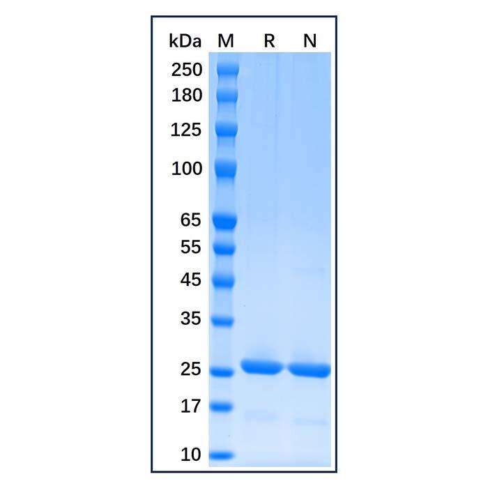 Recombinant Human Bcl-2 Protein，Carrier Free, Azide Free, ≥90%(<em>SDS-PAGE</em>)