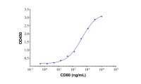 Recombinant Human CD80 Protein，ActiBioPure™, Bioactive, Animal Free, Carrier Free, Azide Free, ≥95%(SDS-PAGE)