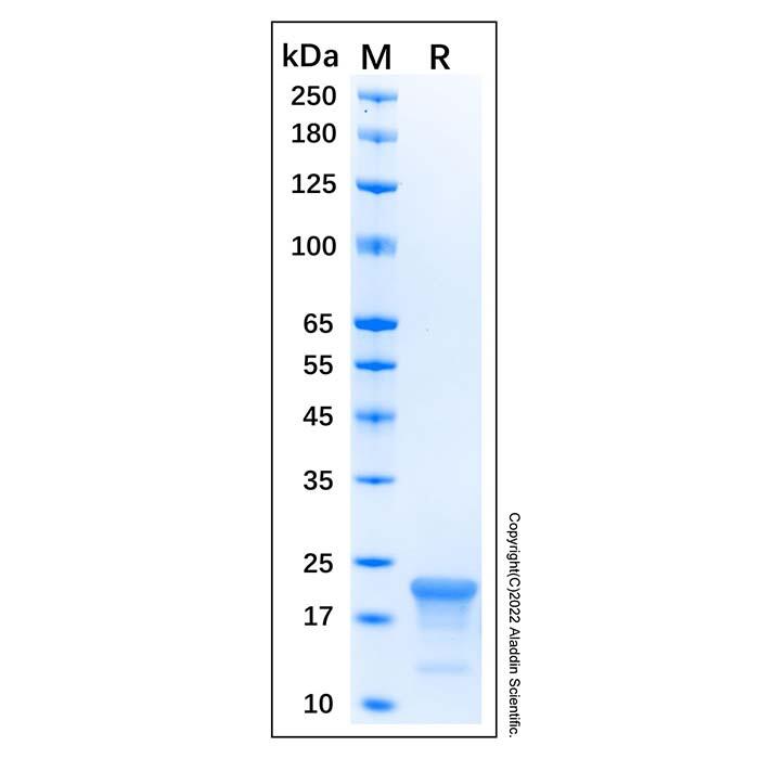 Recombinant <em>Human</em> CASP-1 Protein，Carrier Free, Azide Free, ≥90%(SDS-PAGE)