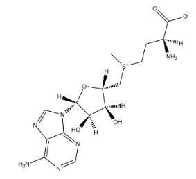 S-<em>腺苷</em>蛋氨酸，29908-03-0，98%
