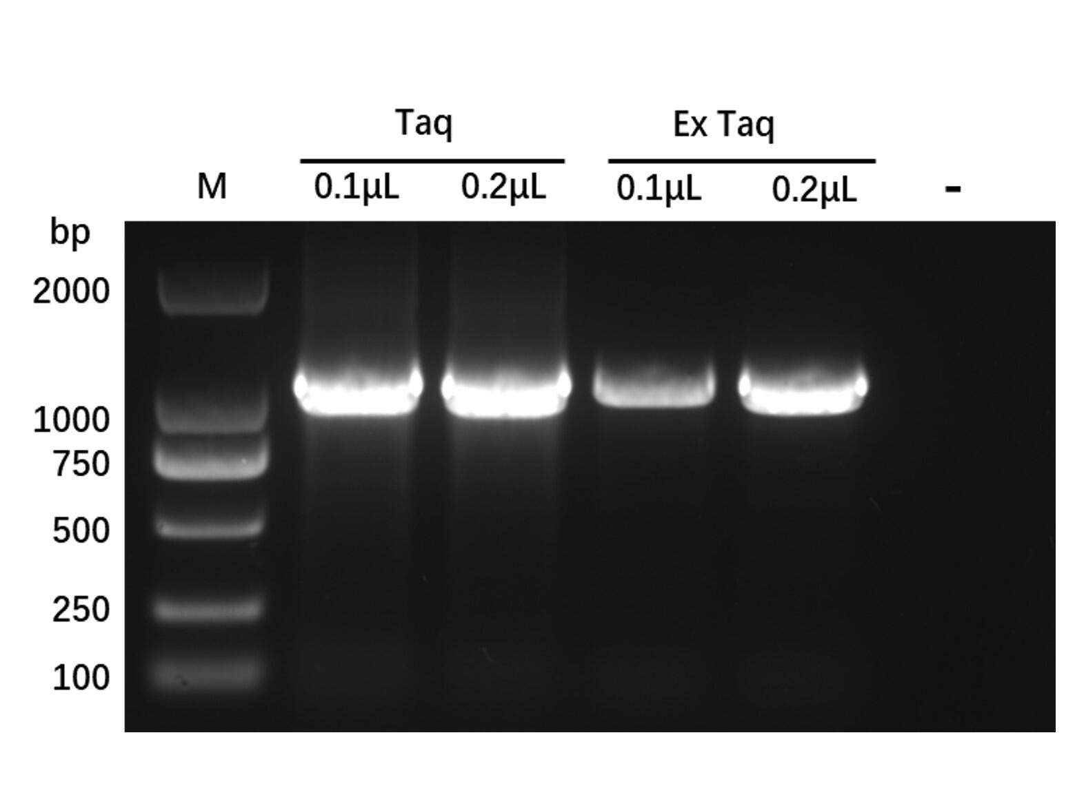 Recombinant <em>Taq</em> DNA Polymerase Protein，9012-90-2，>95%