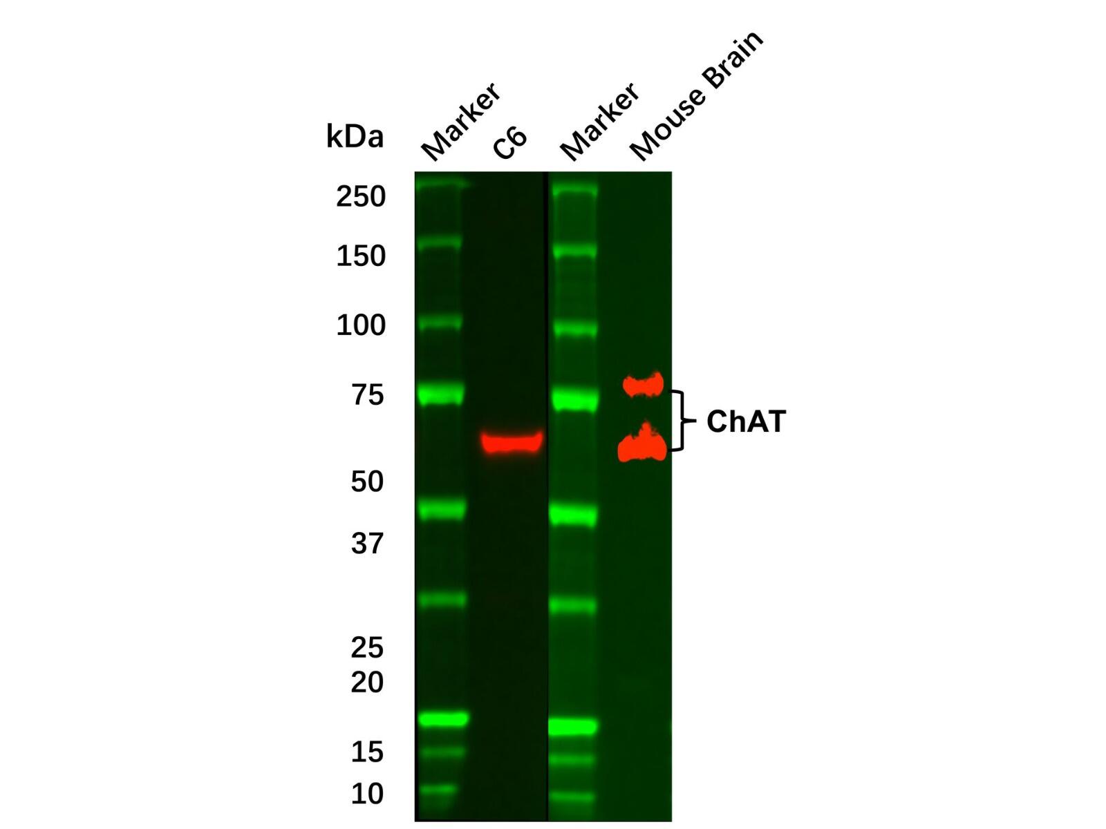 Recombinant Choline Acetyltransferase <em>Antibody</em>，ExactAb™, Validated, Recombinant, 0.7mg/mL