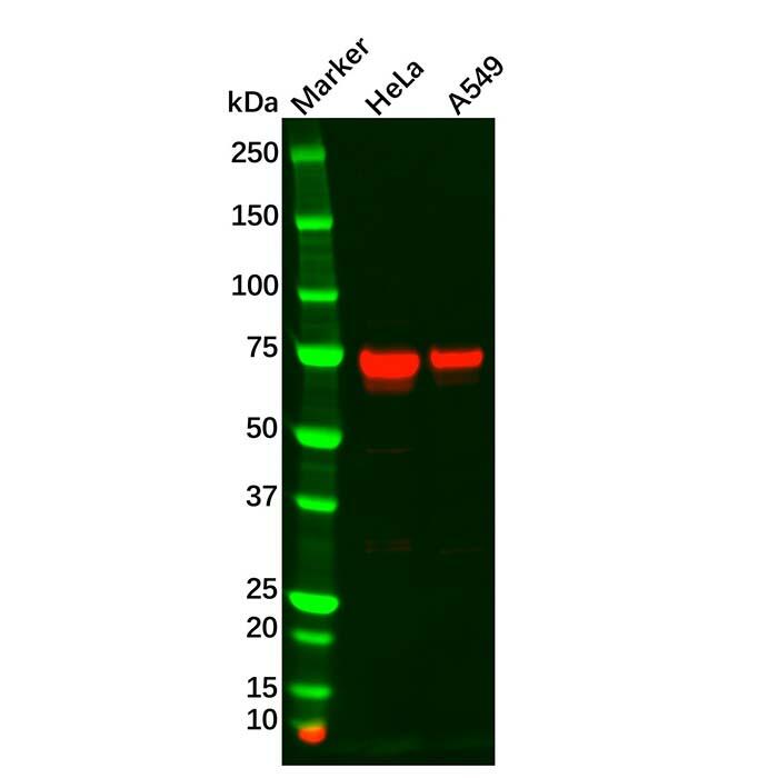 TGFBI Antibody，ExactAb™, Validated, Carrier Free, High performance, Lot by Lot