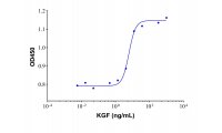 Recombinant Human KGF Protein，148348-15-6，ActiBioPure™, Bioactive, GMP, Carrier Free, Azide Free, High performance, ≥95%(SDS-PAGE)