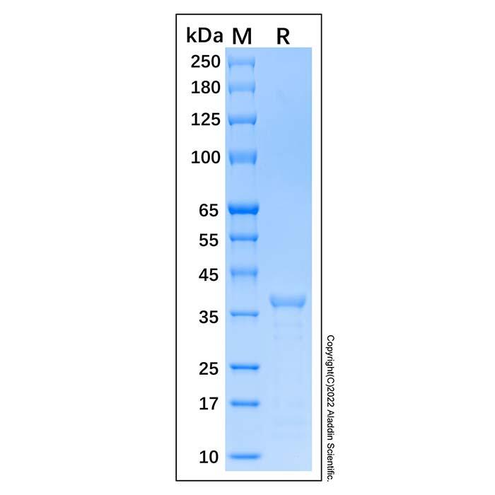 Recombinant Human mTOR Protein，Carrier Free, Azide Free, ≥90%(<em>SDS</em>-PAGE)