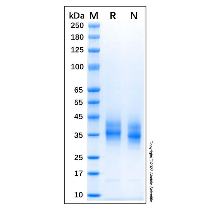 Recombinant Canine CD64 Protein，Animal Free, Carrier Free, Azide Free, ≥90%(<em>SDS</em>-PAGE)