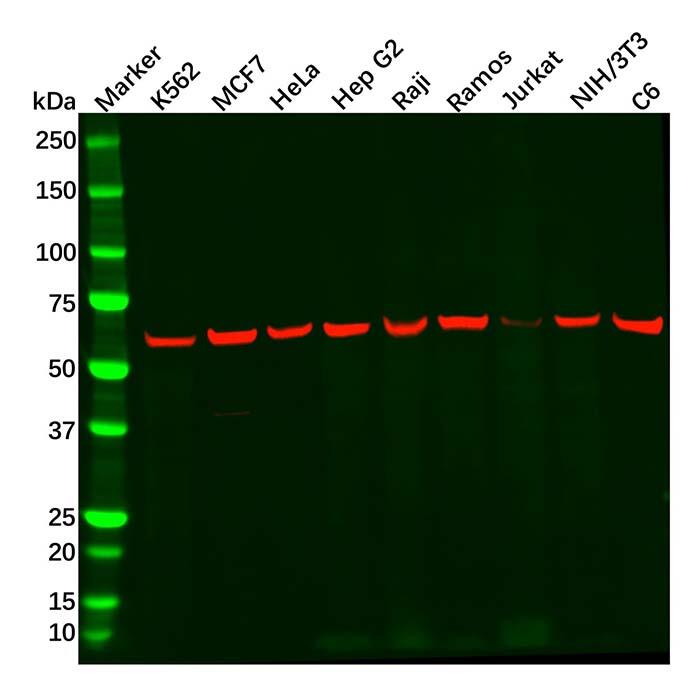 PKM2 Antibody，ExactAb™, Validated, Carrier Free, Azide Free, High performance, Lot by Lot