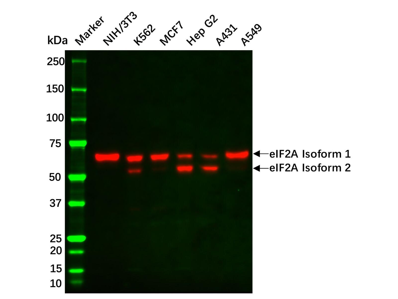 Recombinant eIF2A Antibody，ExactAb™, Validated, Recombinant, 0.5 <em>mg</em>/<em>mL</em>