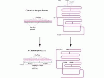 α-糜蛋白酶 来源于猪胰脏