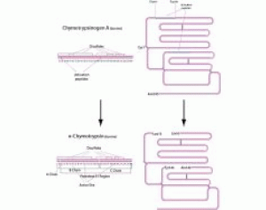 α-糜蛋白酶 来源于牛胰腺(TLCK处理)