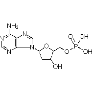 2′-<em>脱氧腺苷</em>-<em>5</em>′-单磷酸