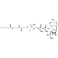 hexanoyl Coenzyme A (<em>ammonium</em> <em>salt</em>)