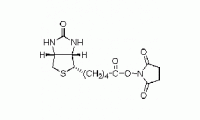 D-生物素 N-羟基琥珀酰亚胺酯