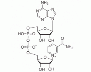 β-烟酰胺腺嘌呤二核苷酸(NAD)