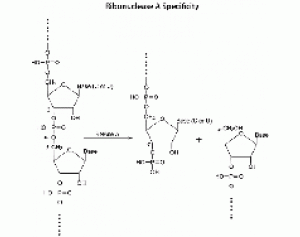 核糖核酸酶A 来源于牛胰腺(纯化)