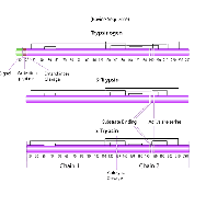 <em>胰蛋白酶</em> 来源于牛胰腺(纯化,测序级II)