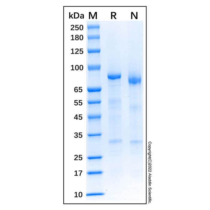 Recombinant Human Complement C1s Protein，Animal Free, Carrier Free, Azide Free, ≥90%(<em>SDS-PAGE</em>)