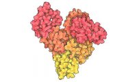 牛血清白蛋白，组分 V，9048-46-8，分子生物学级